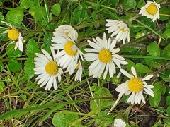 Bellis perennis