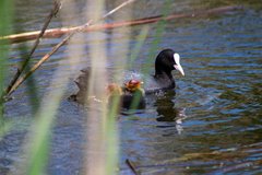 Fulica atra