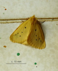 Crorema setinoides