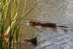 Ondatra zibethicus