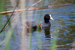 Fulica atra