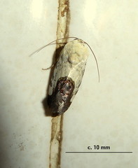 Acontia discoidea