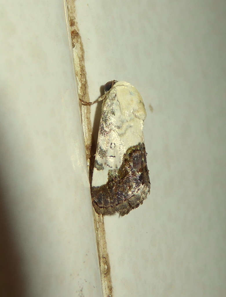 Acontia discoidea