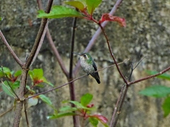 Cynanthus forficatus