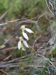 Eriochilus dilatatus