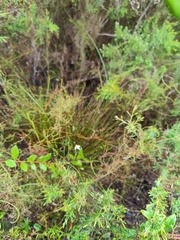 Eriochilus dilatatus