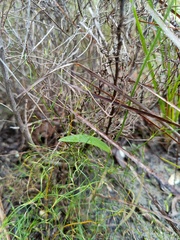 Eriochilus dilatatus