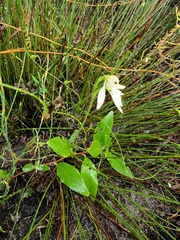 Eriochilus dilatatus