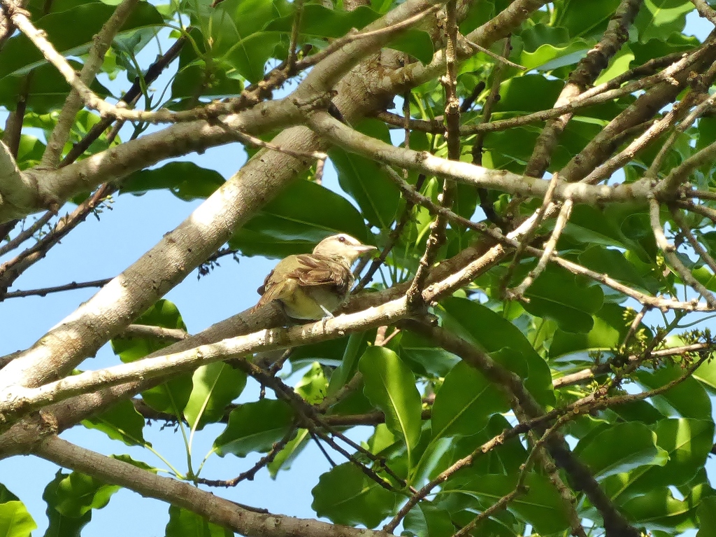 Yucatan Vireo