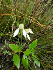 Eriochilus dilatatus
