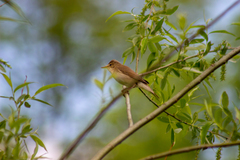 Acrocephalus palustris