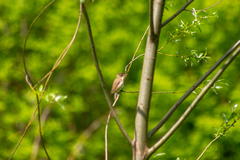 Acrocephalus palustris
