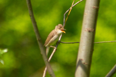 Acrocephalus palustris