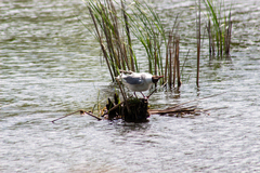 Chroicocephalus ridibundus