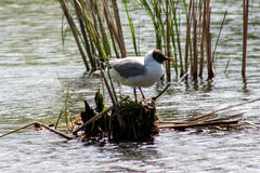 Chroicocephalus ridibundus
