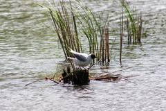 Chroicocephalus ridibundus