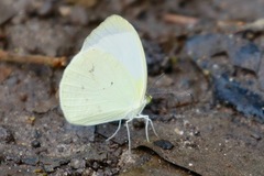 Abaeis albula celata