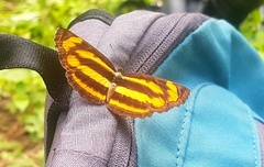 Pantoporia
