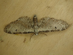 Eupithecia nevadata