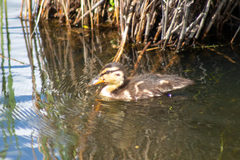 Anas platyrhynchos