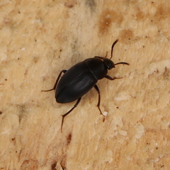 Sciodrepoides