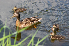 Anas platyrhynchos