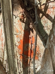 Arthonia rubrocincta