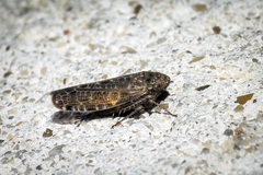 Allygidius furcatus