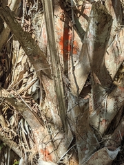 Arthonia rubrocincta