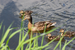Anas platyrhynchos