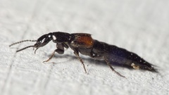 Philonthus nitidicollis