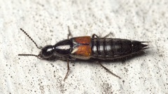 Philonthus nitidicollis