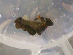 Goeridae