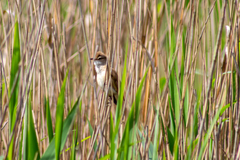 Acrocephalus arundinaceus