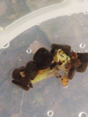 Goeridae