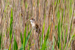 Acrocephalus arundinaceus