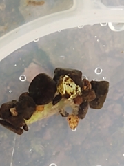 Goeridae