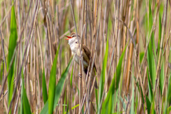 Acrocephalus arundinaceus