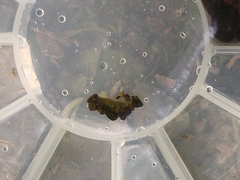 Goeridae