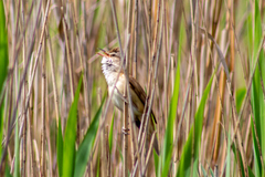 Acrocephalus arundinaceus