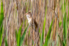 Acrocephalus arundinaceus