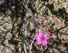 Oxalis eckloniana-nidulans