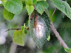 Tetragnatha nitens