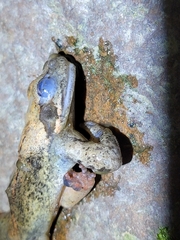 Culai Brown Frog photo 3