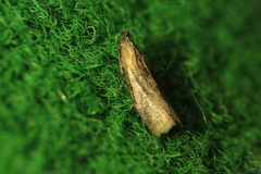 Sciota fumella
