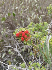 Kalanchoe linearifolia