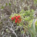 Kalanchoe linearifolia - Photo (c) Guy Eric Onjalalaina, μερικά δικαιώματα διατηρούνται (CC BY-NC), uploaded by Guy Eric Onjalalaina
