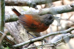 Synallaxis erythrothorax