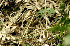 Turdus poliocephalus
