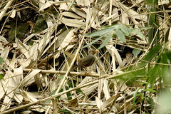 Turdus poliocephalus